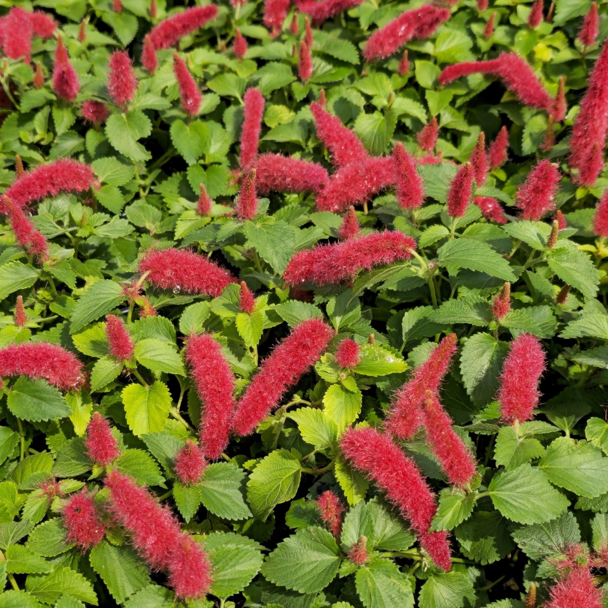 Trailing Chenille Plant, Strawberry Firetails, RedHot Cat's Tail